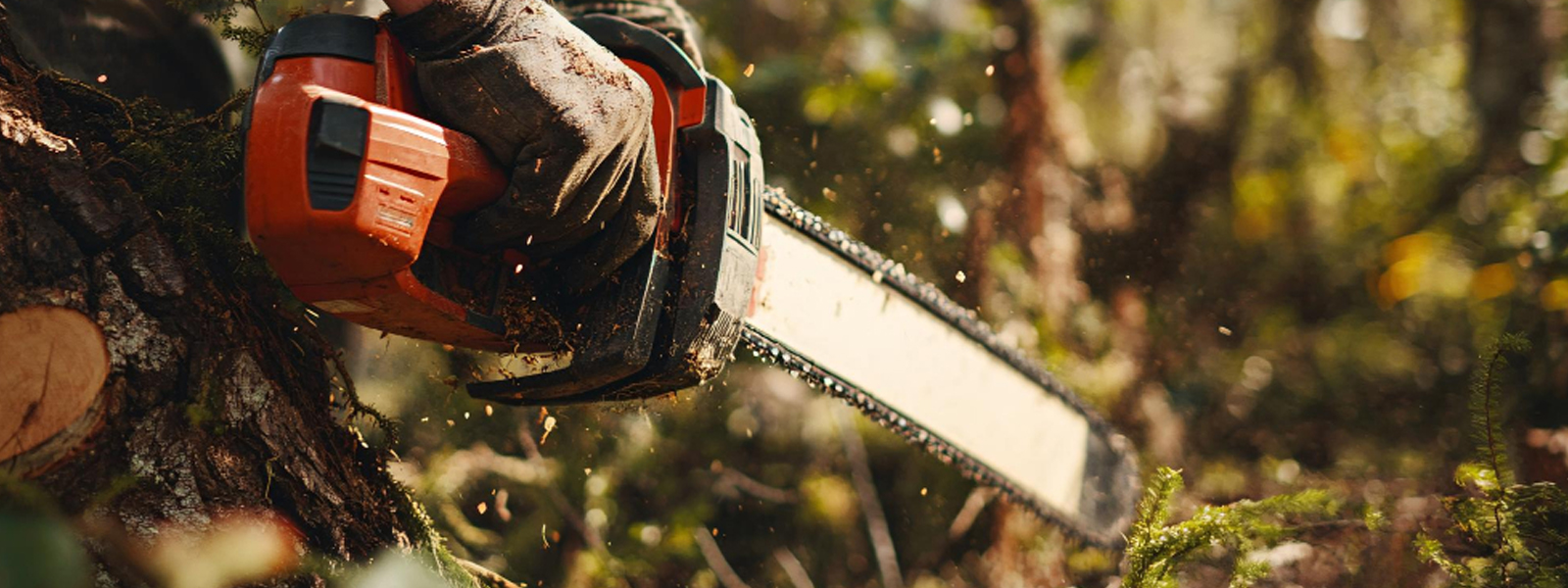 Élagage et entretien de jardin à Blagnac